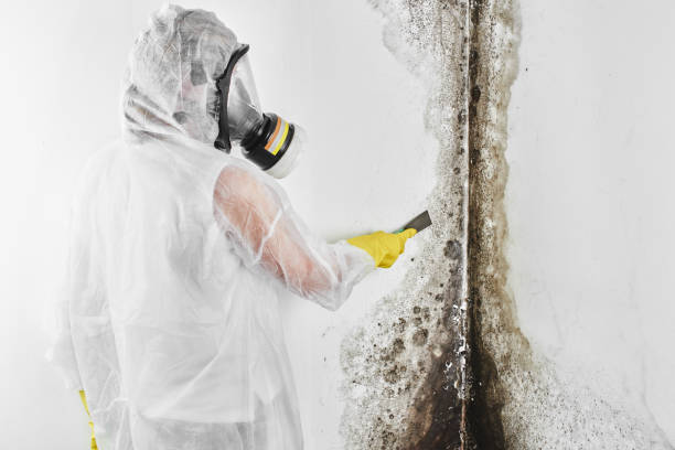 Best Emergency Mold Remediation  in Timpson, TX